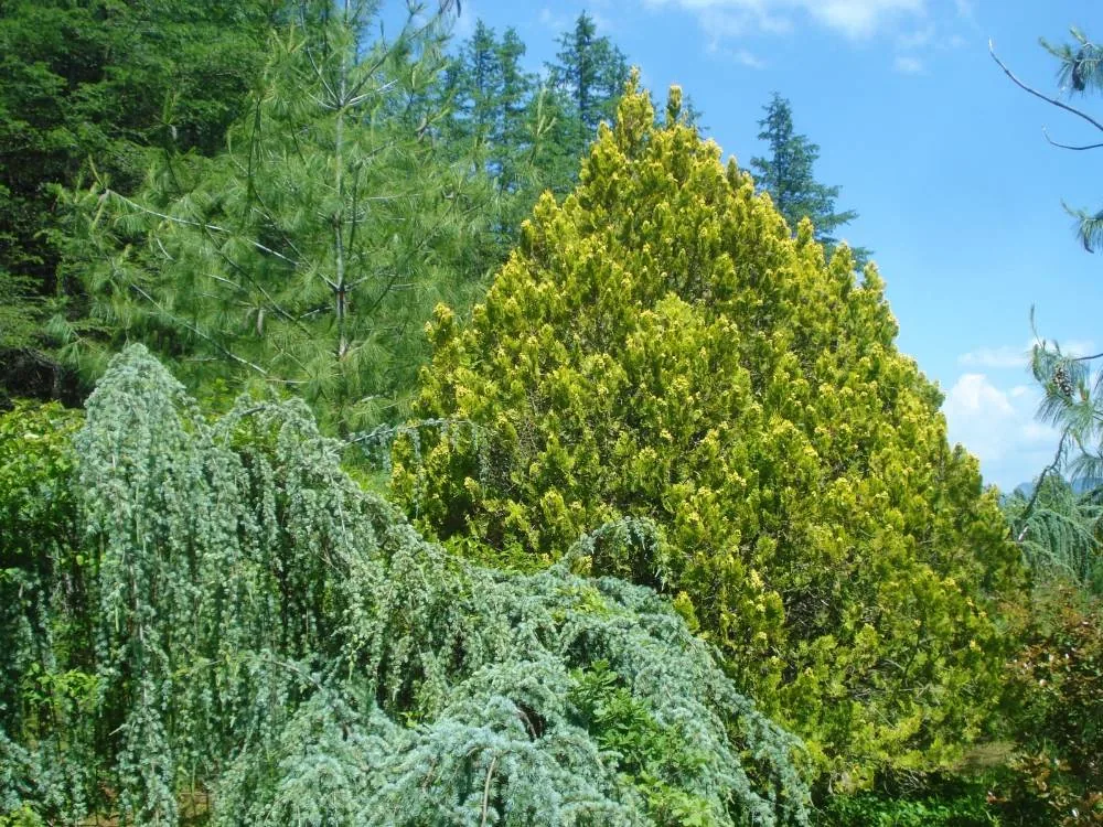 Arboretum D.LANTHELME à La Bâtie-Rolland, Drôme (26)