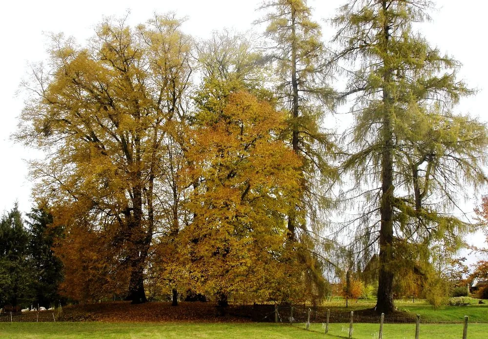 Arboretum de Neuvic d'Ussel à Neuvic, Corrèze (19)