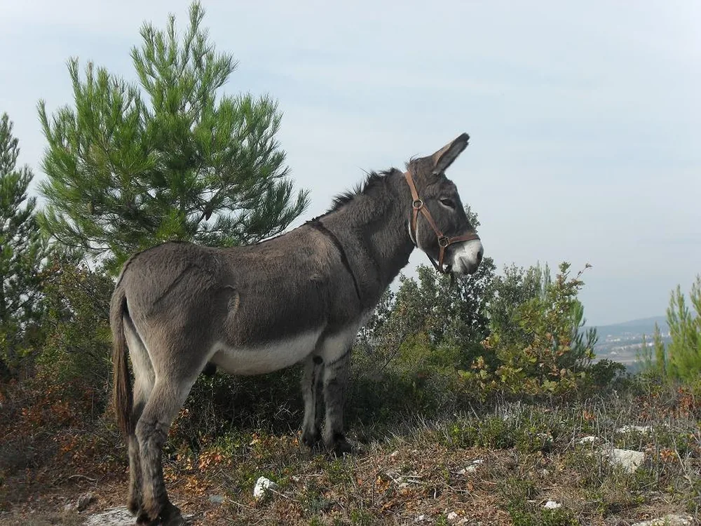 Aubuss'âne à Aubussargues, Gard (30)