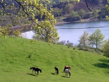 Centre Équestre la Ferme du Lac à Mont-Roc, Tarn (81)