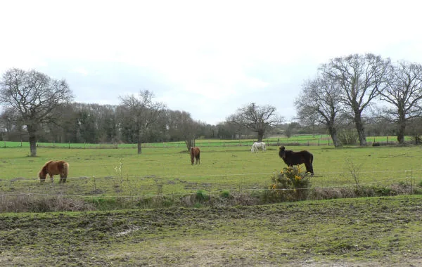 Centre Équestre et Poney Club la Cravache à Saint-Coulomb, Ille-et-Vilaine (35)