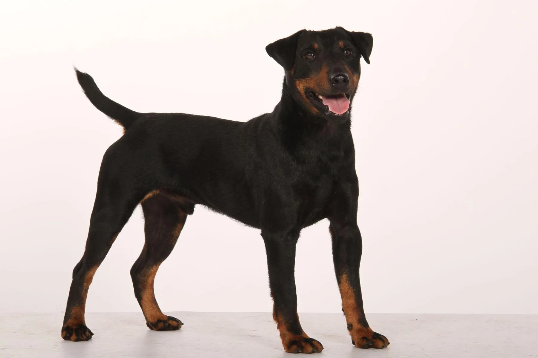Doc des côteaux de porte teny. Mâle Jagdterrier poil lisse.