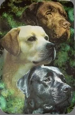 Elevage de Labradors de l'étang du Catchou à Beauvoisin, Gard (30)
