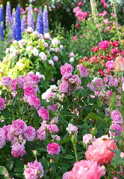 Exposition de roses anciennes d' André Eve à Pithiviers-le-Vieil, Loiret (45)