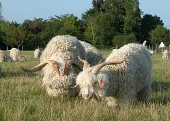 La Toison Douce à Aillas, Gironde (33)