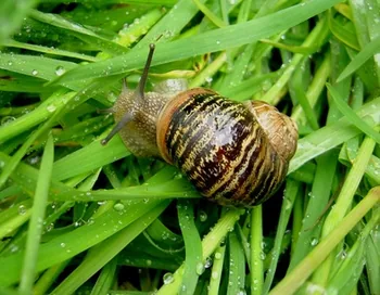 Les escargots du pré aux ânes à Féricy, Seine-et-Marne (77)