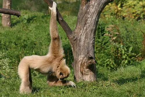 Parc Zoologique d'Amiens Métropole à Amiens, Somme (80)