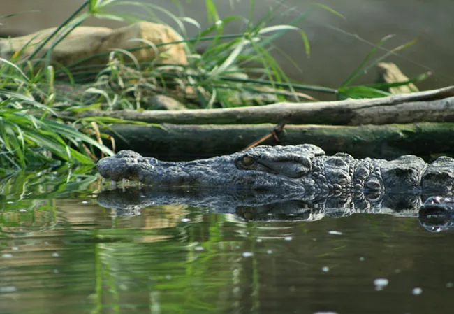 Planète des Crocodiles à Civaux, Vienne (86)