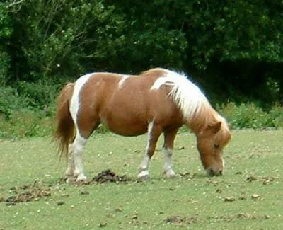 Poney Club de la Ballonnière à Beaumont, Vienne (86)