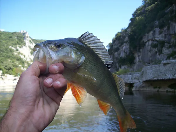 Stéphane Jouve, Moniteur de Pêche à Saint-Julien-de-Peyrolas, Gard (30)