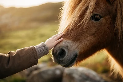 Poney-Club