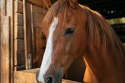 Elevage de Chevaux en France